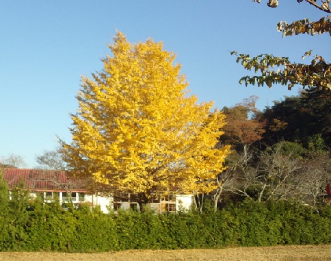 イチョウの写真（11月11日撮影）