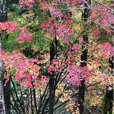 紅葉の写真　その１