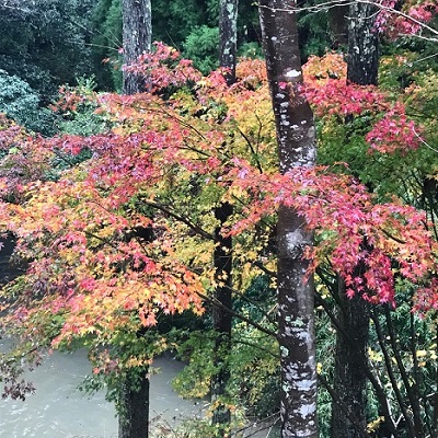 紅葉の写真　その2