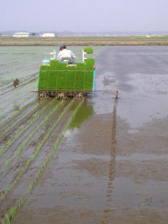 田植えの写真