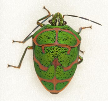アカスジキンカメムシ