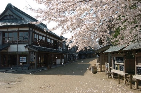 館内では約12種300本の桜が見られる