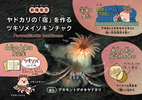 ツキソメイソギンチャクの説明画像