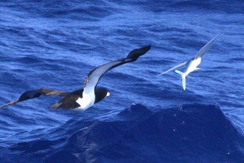 逃げるトビウオ類を追うカツオドリの画像