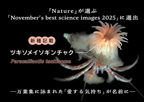 ツキソメイソギンチャク紹介画像