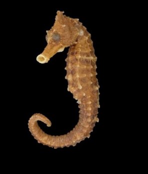 クロウミウマの画像