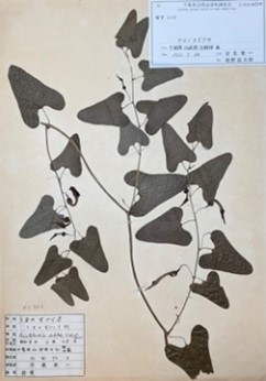 ウマノスズクサの画像