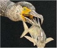 マアジを捕食するウミウのはく製標本の画像