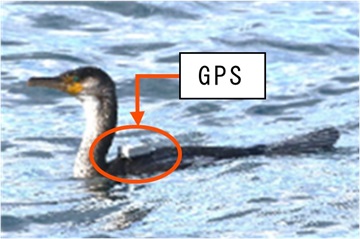背中にGPSを装着されたウミウの画像