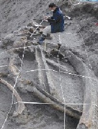 鯨の骨の発掘（中央博物館）