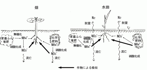 家畜ふん堆肥中窒素の土壌での動き