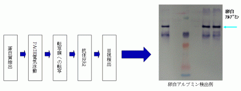 ウエスタンブロット法