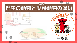 野生の動物と愛護動物の違い