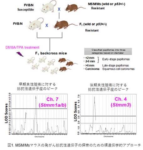 MSMマウスの発がん抵抗性遺伝子の探索