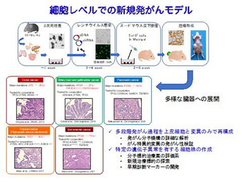 細胞レベルでの新規発がんモデル