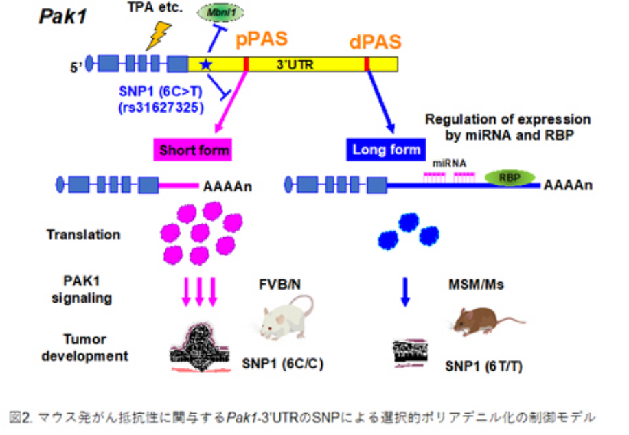 マウス発がん抵抗性に関与するSNPによる選択的ポリアデニル化の制御モデル