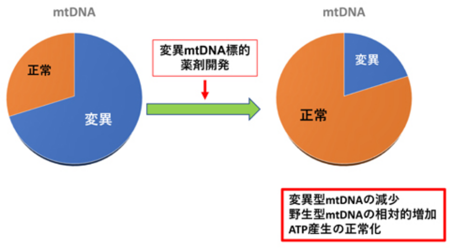 変異mtDNA標的薬剤による変異ミトコンドリア除去治療法開発