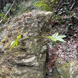 岩から生えている植物の芽