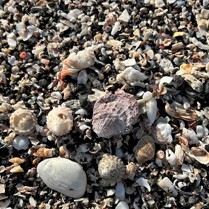 沖ノ島の砂浜と貝殻の写真