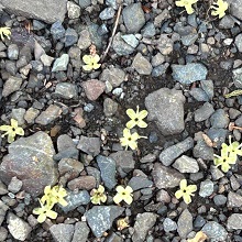 道にこぼれた小花の写真