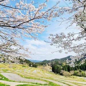 桜と棚田の写真