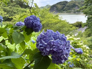 鋸南町佐久間ダムの紫陽花の写真