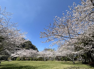 館山野鳥の森のみどりの広場の桜の写真