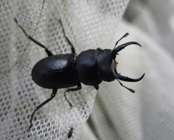クワガタの写真