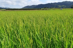 緑色の稲穂が広がる田んぼの写真