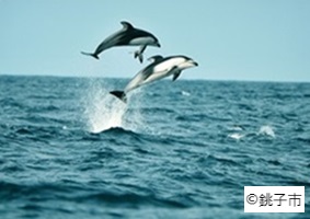 銚子の海で見れるイルカの写真