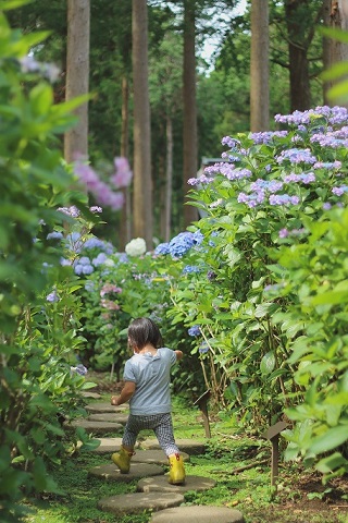 多古町賞に選ばれた写真。紫陽花と子どもの写真。