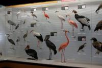 鳥の博物館