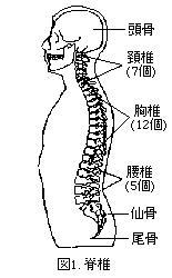 脊椎