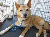捕獲犬、鴨川市横渚-kam260729