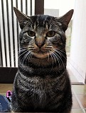 逸走猫、館山市北条_mc-2246-1