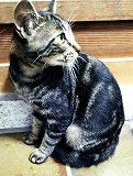 逸走猫、館山市北条_mc-2246-2