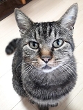 3月20日南房総市千田逸走猫顔