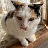 3月22日南房総市千代逸走猫