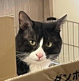4月26日館山市布沼逸走猫