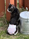 4月26日館山市布沼逸走猫