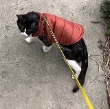 4月26日館山市布沼逸走猫