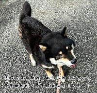 2026年1月5日に収容した犬の写真