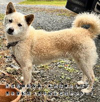 6月23日に収容した犬の写真