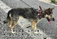 令和7年8月22日に収容した犬の写真