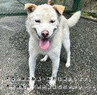 令和7年8月25日に収容した犬の写真
