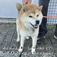 12月1日に長生村で収容した犬の写真