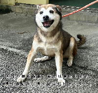 12月1日に長生村で収容した犬の写真