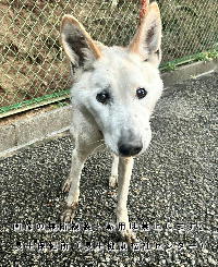 12月3日に収容した犬の写真