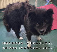 2026年2月9日に収容した犬の写真