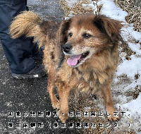 2026年2月10日に茂原市で収容した犬の写真